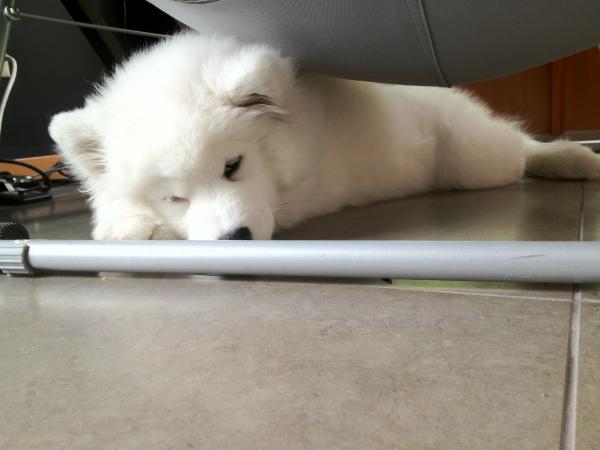 Under the lawn chair